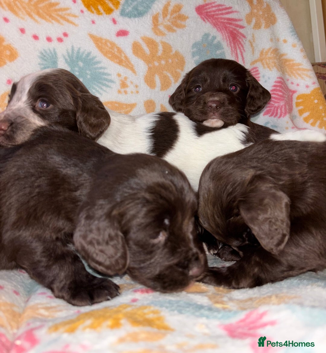 Cocker Spaniel dogs for sale: Cocker spaniel puppies - Advert 7