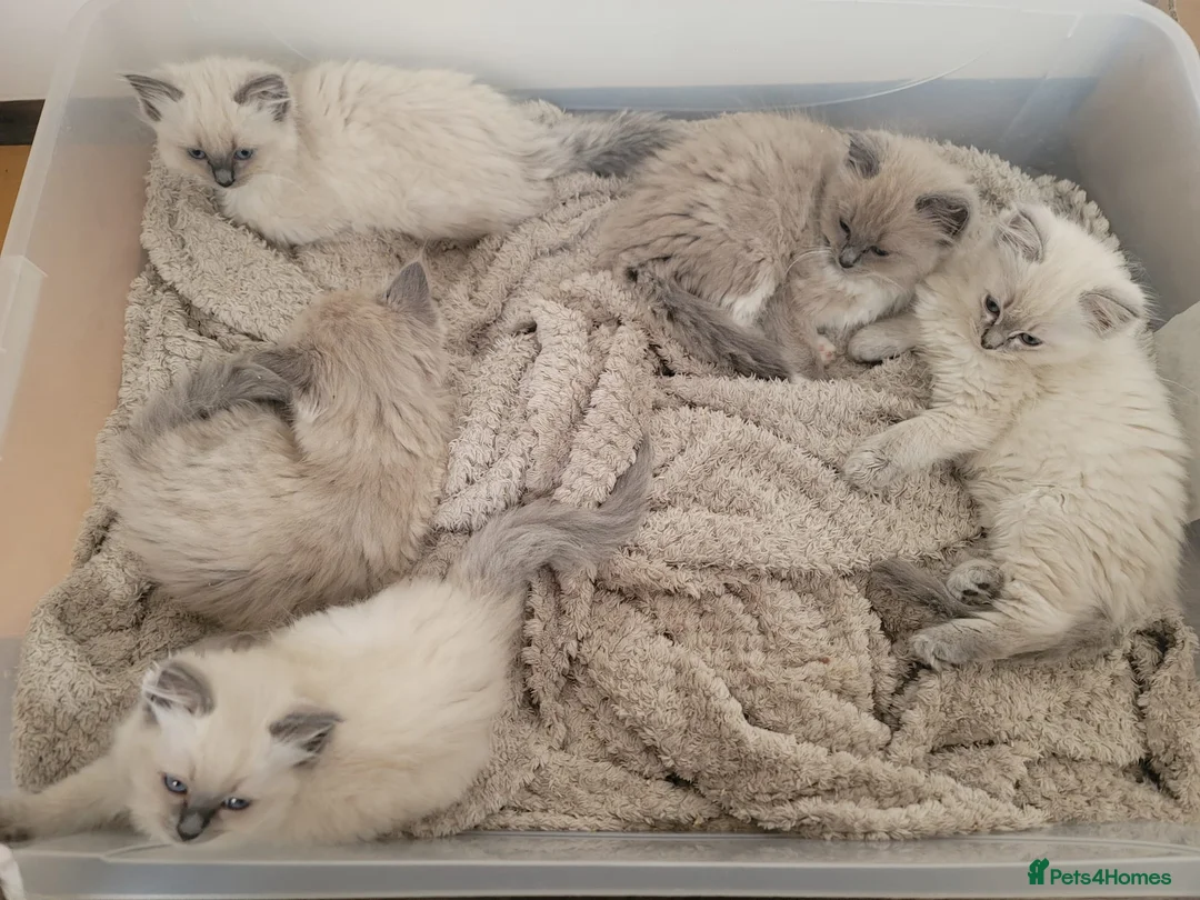 Ragdoll cats for sale: Blue mink / cherubim boy. TICA Active - Advert 11