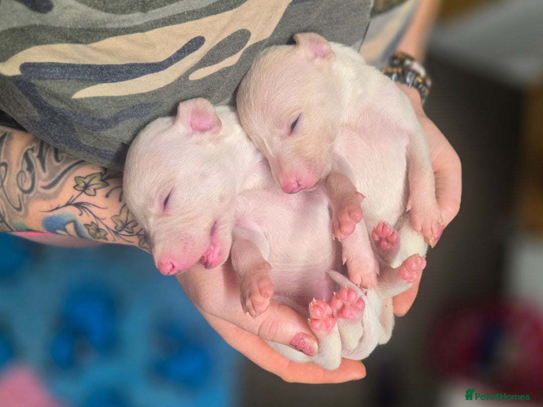 Whippet dogs for sale: KC Registered Small Whippet Puppies - Advert 25