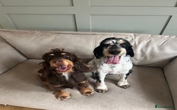 Cocker Spaniel dogs for stud: STUD Blue Roan and Tan KC Show Cocker Spaniel  - Image 4