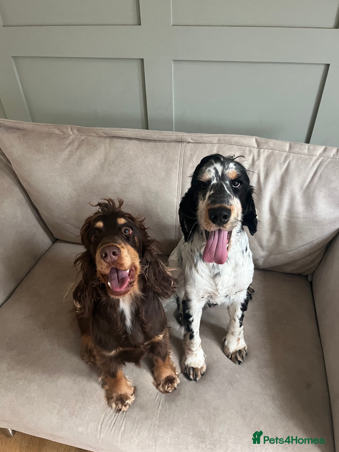 Cocker Spaniel dogs for stud: STUD Blue Roan and Tan KC Show Cocker Spaniel  - Image 4