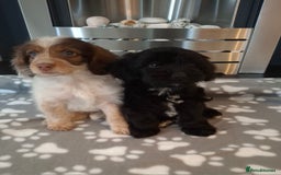 Cockapoo dogs for sale: Health tested show type cockapoo puppies! - Image 10