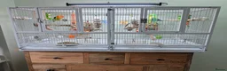 Lovebirds birds for sale: 2 Fischer's Lovebirds for sale - Advert 5