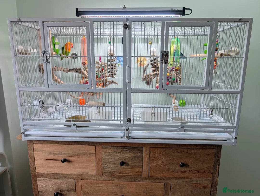Lovebirds birds for sale: 2 Fischer's Lovebirds for sale - Advert 5