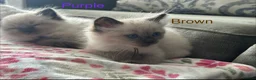 Ragdoll cats for sale: Ragdoll Kittens, Ready Now - Advert 21