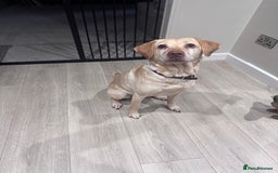 Labrador Retriever dogs for sale: 8 Year old f Labrador and 2 year old m Dachshund - Image 6