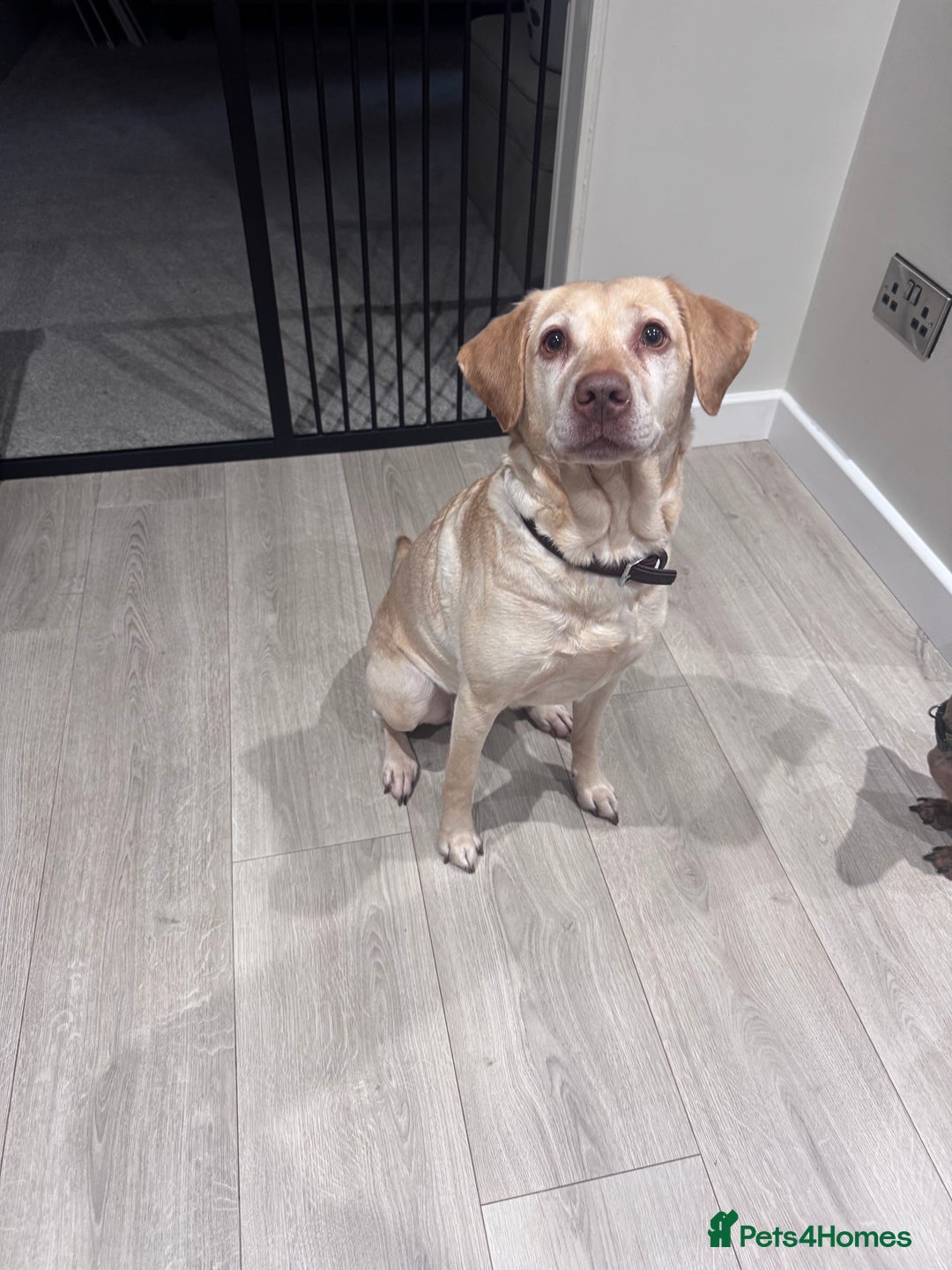 Labrador Retriever dogs for sale: 8 Year old f Labrador and 2 year old m Dachshund - Image 6