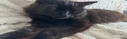 Mixed Breed cats for sale: 2 ragdoll cross sisters  - Advert 4
