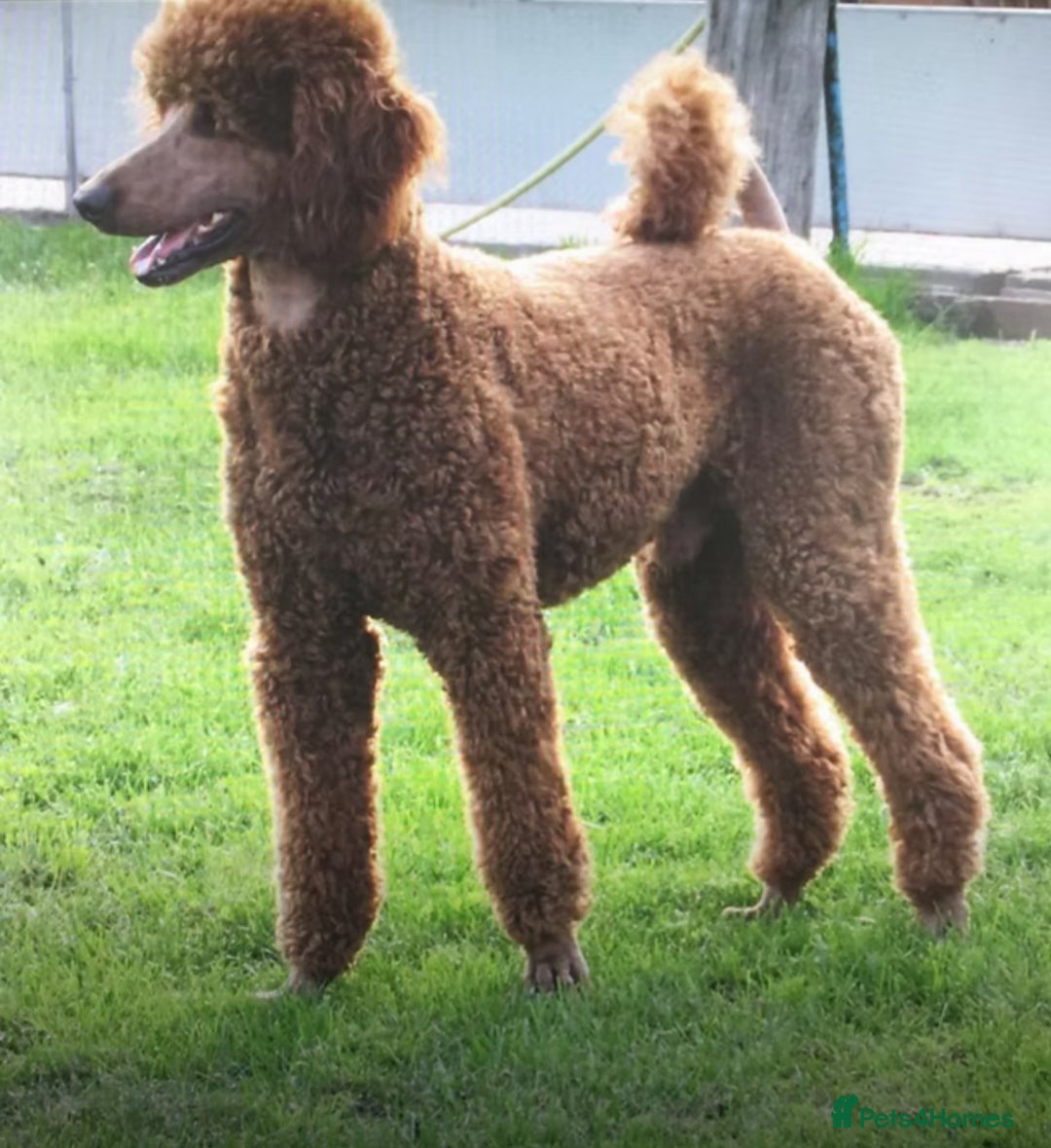 Standard Poodle dogs for sale: Beautiful KC Registered Standard Poodle Puppies - Image 8