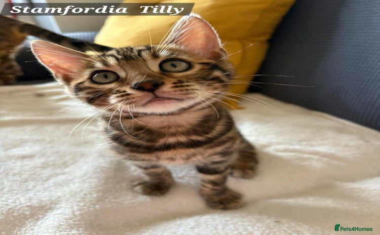 Bengal cats - Advert 1
