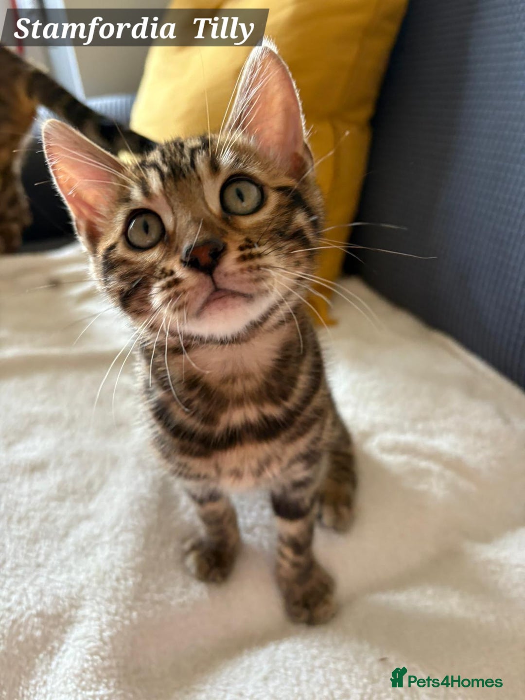 Bengal cats for sale: Pure Bred Bengal Kitten - Image 1