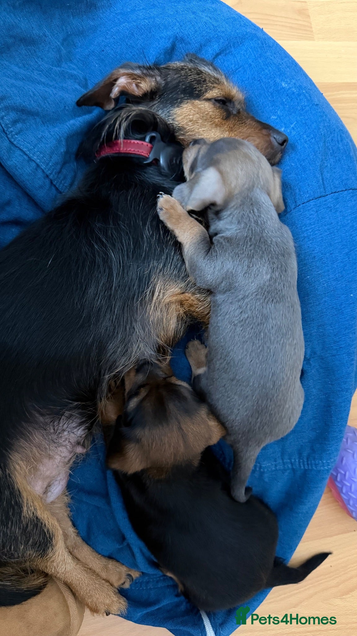 Mixed Breed dogs Beautiful Vaccinated Dorkie Puppies ready to go - Advert 2