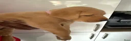 Labrador Retriever dogs for sale: Beautiful pure labrador retriever puppies. - Advert 4