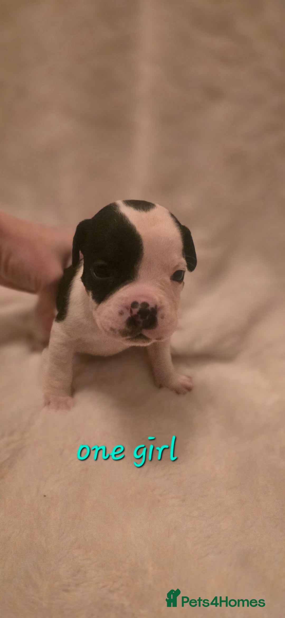 Mixed Breed dogs for sale: Olde english × staffie pups  - Advert 6