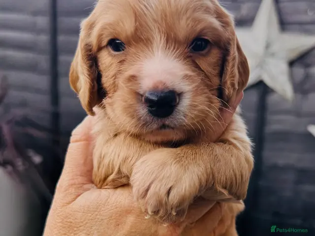Cocker Spaniel dogs Only one gorgeous girl cocker spaniel pup left! - Advert 16