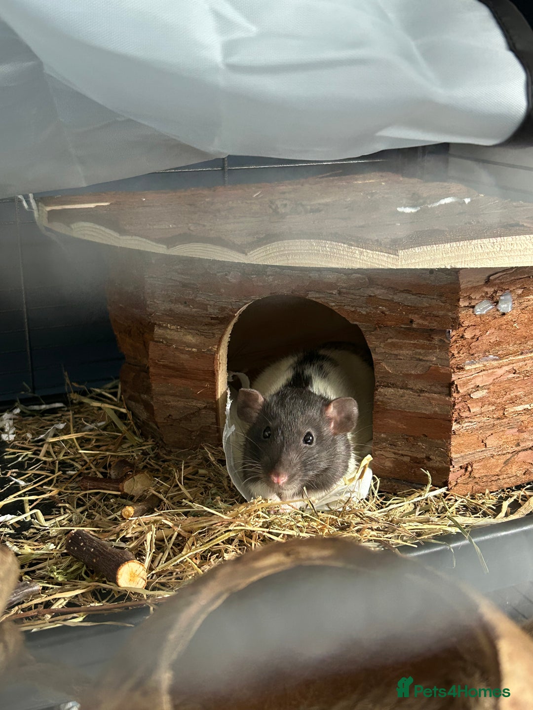 Rat rodents for sale: Dumbo female rats for sale 12 week old  - Image 3