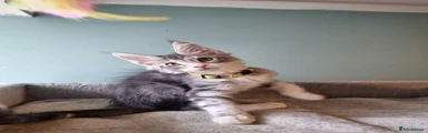 Maine Coon 1