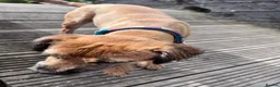 Border Terrier dogs for sale: KC registered 2y Border Terrier Bitch - Advert 4