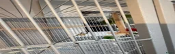 Ringnecks birds for sale: Green Indian ringneck - Advert 2
