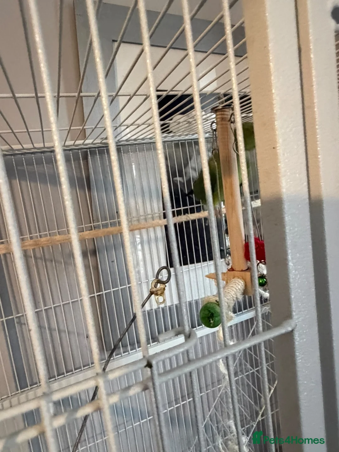 Ringnecks birds for sale: Green Indian ringneck - Advert 2