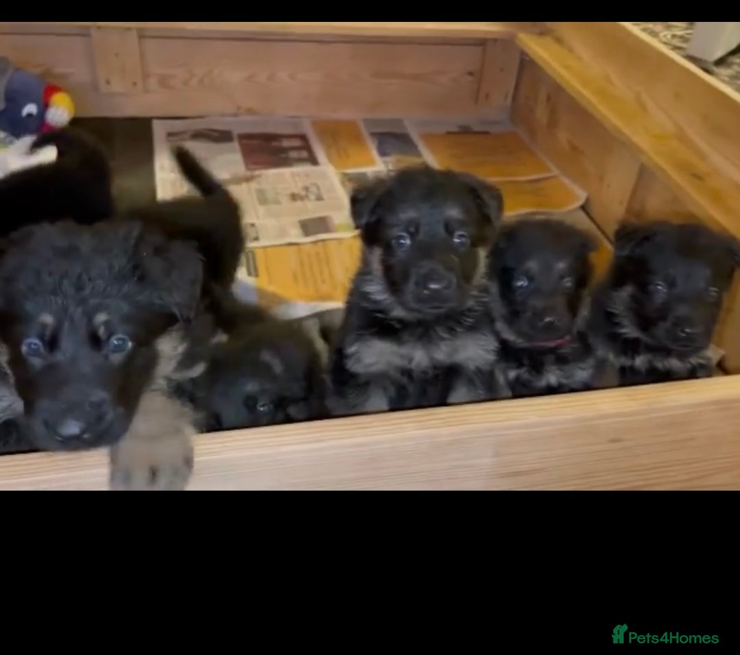 German Shepherd dogs for sale: KC fully health tested parents straight backed  - Advert 5