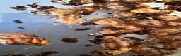 Snails invertebrates for sale: Giant African Land Snails  in Aylesbury - Advert 2