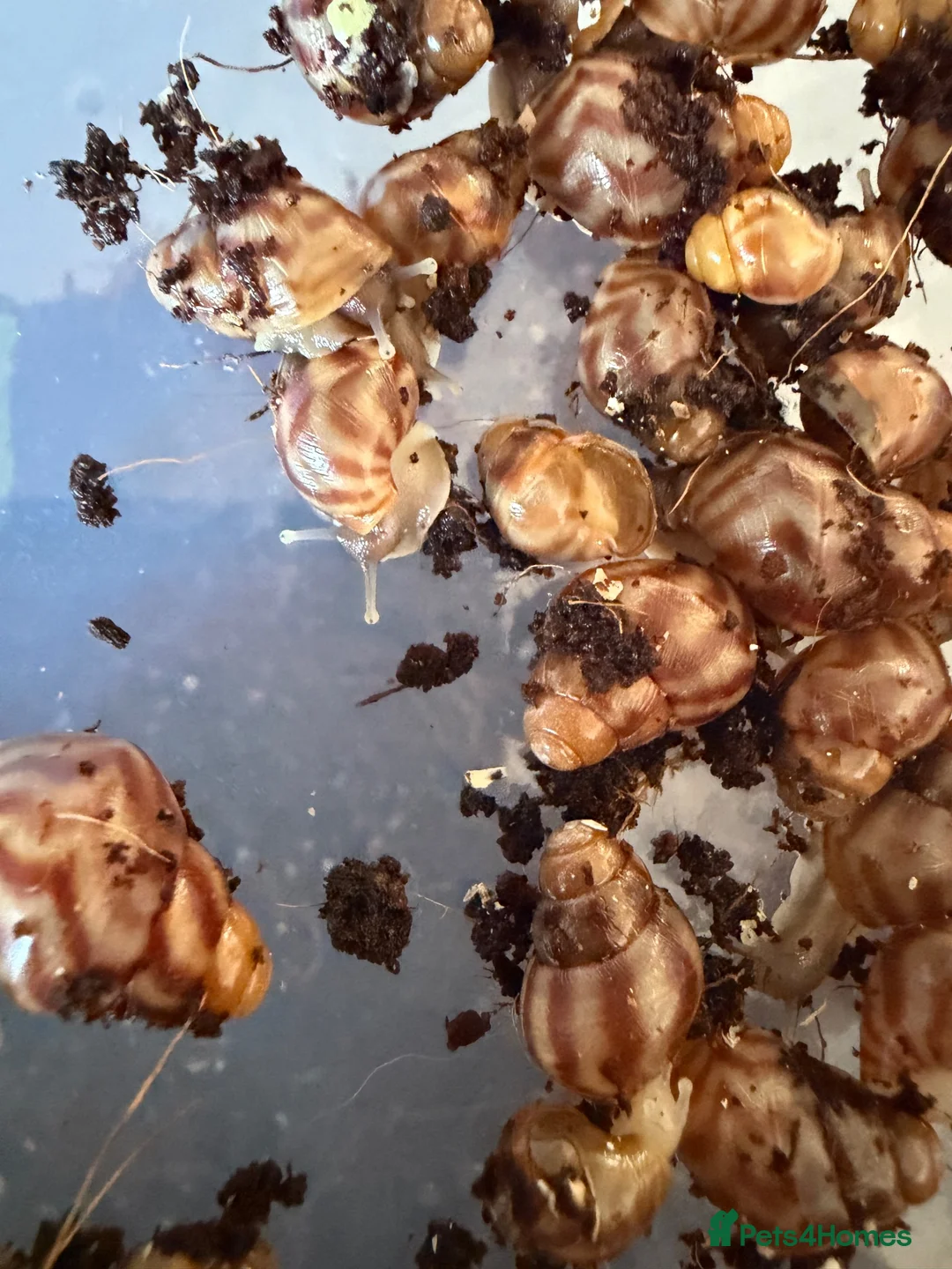 Snails invertebrates for sale: Giant African Land Snails  in Aylesbury - Advert 2