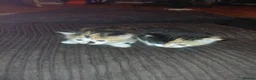 American Shorthair cats for sale: Fluffy kittens  in Walsall - Advert 3