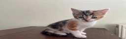 Mixed Breed cats for sale: Kittens looking for loving homes - Advert 2