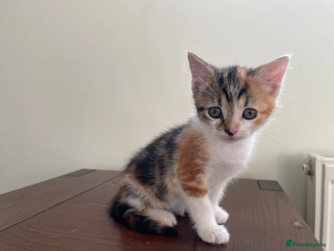 Mixed Breed cats for sale: Kittens looking for loving homes - Advert 2