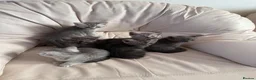 British Shorthair cats for sale: Bsh cross ragdoll kittens READY NOW! - Advert 28