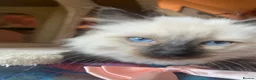 Ragdoll cats for sale: Adorable Ragdolls  - Advert 3