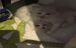 Ragdoll cats for sale: Beautiful Fluffy Ragdoll Kittens –One Boy&One Girl - Advert 2