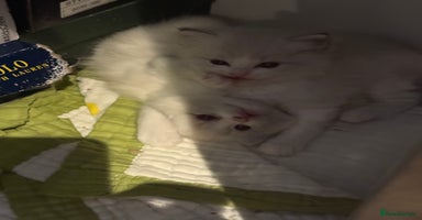 Ragdoll cats Beautiful Fluffy Ragdoll Kittens –One Boy&One Girl - Advert 4