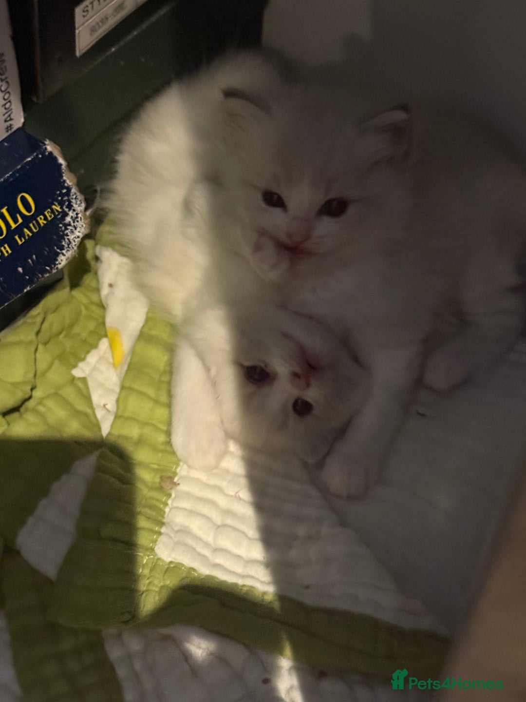 Ragdoll cats for sale: Beautiful Fluffy Ragdoll Kittens –One Boy&One Girl - Advert 2