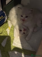 Ragdoll cats Beautiful Fluffy Ragdoll Kittens –One Boy&One Girl - Advert 1