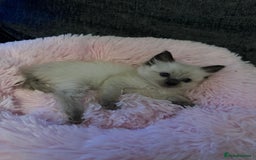 Ragdoll cats for sale: Loving Ragdoll Kittens  - Image 16