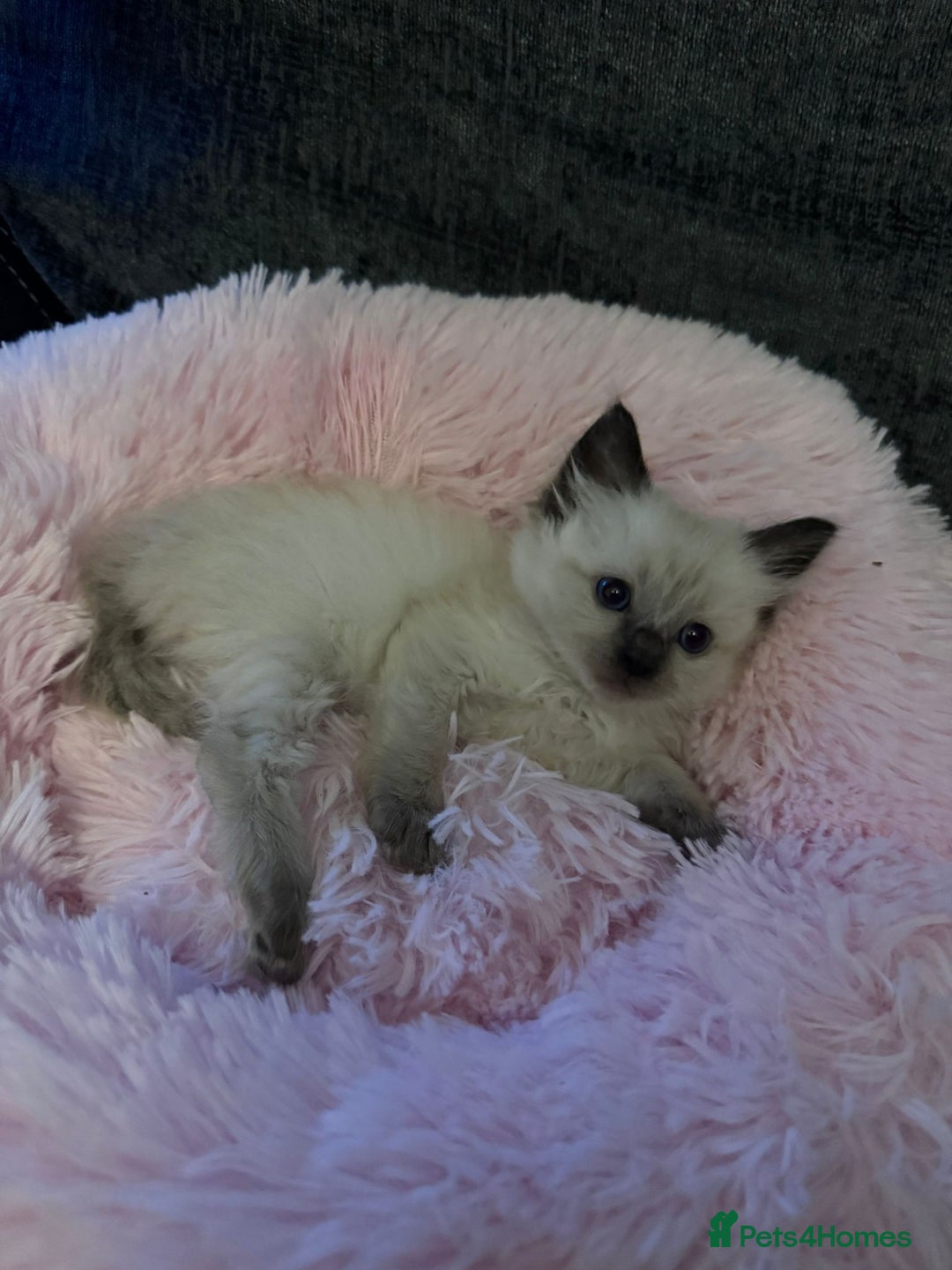 Ragdoll cats for sale: Loving Ragdoll Kittens  - Image 16