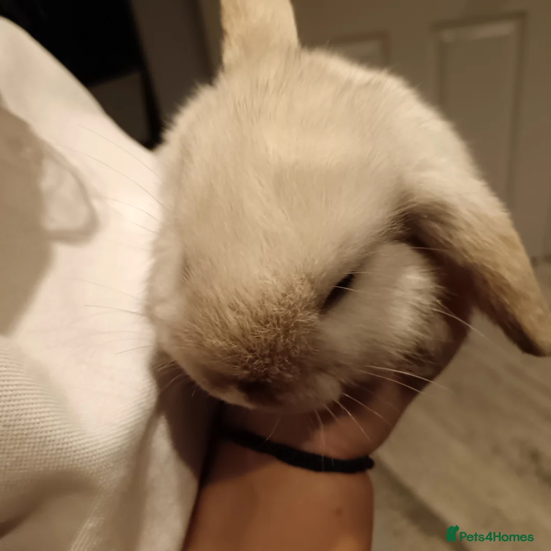 Mini Lop rabbits for sale: 2 girls  - Advert 3