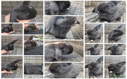 Mini Lop rabbits for sale:  The last two rabbits have been reserved Mini Lops - Image 9