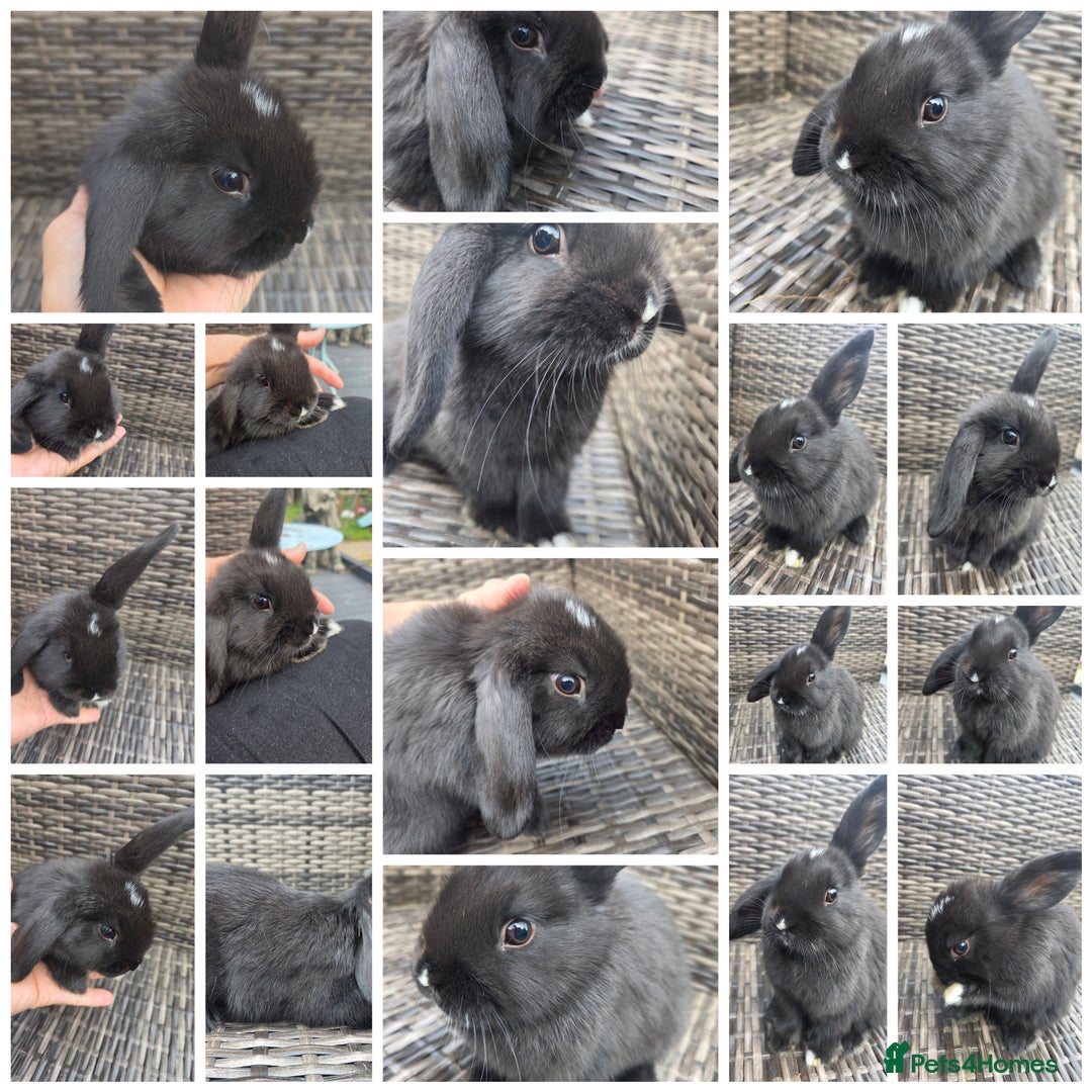 Mini Lop rabbits for sale:  The last two rabbits have been reserved Mini Lops - Image 9
