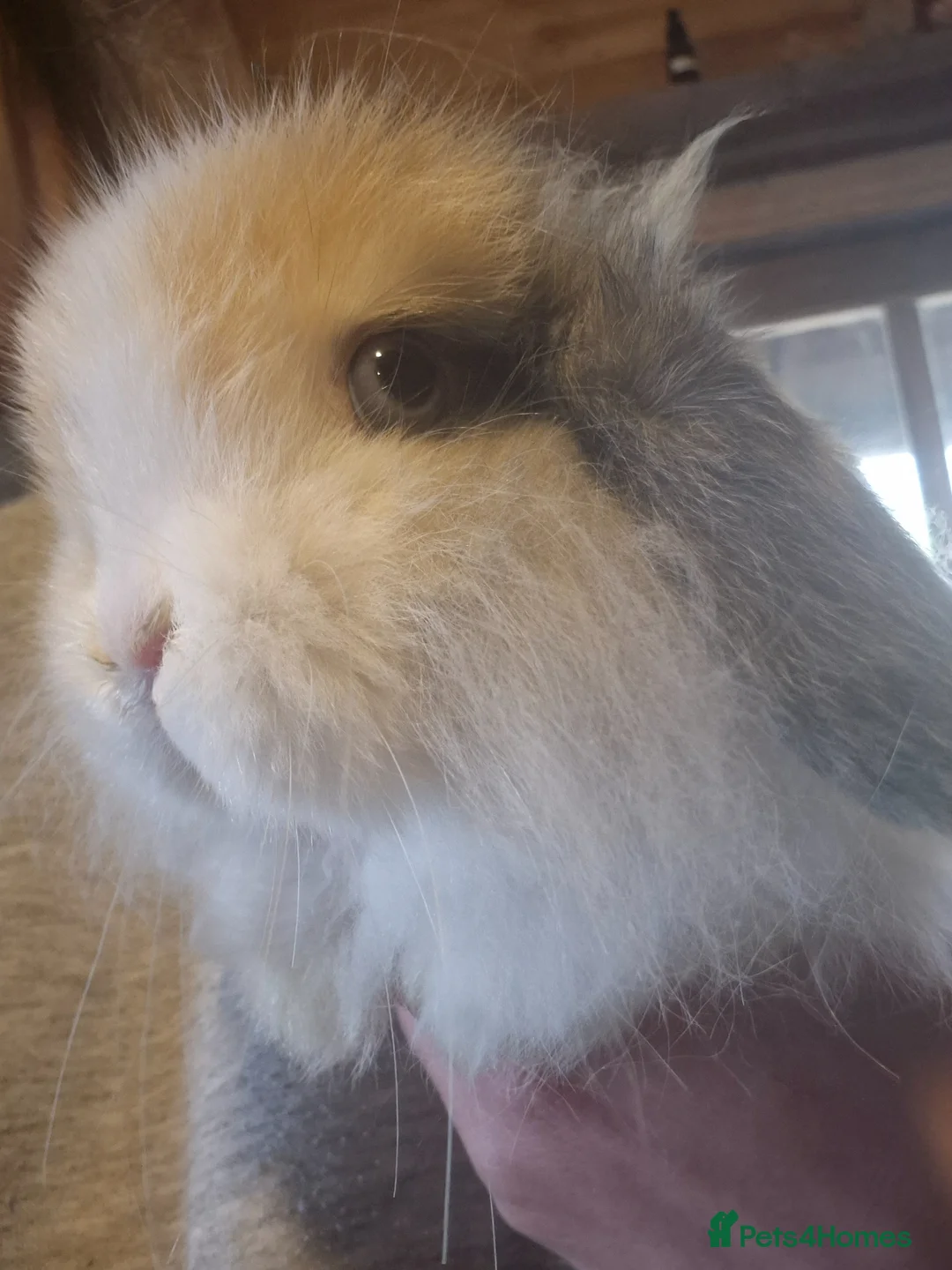 Mini Lop rabbits for sale: Cashmere mini lop buck  - Advert 2