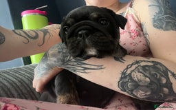 English Bulldog dogs for sale: Last boy left REDUCED  - Image 13