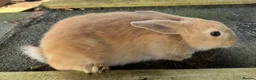 Mixed Breed rabbits for sale: Mini lop cross Rex bunnies ready now  - Advert 4