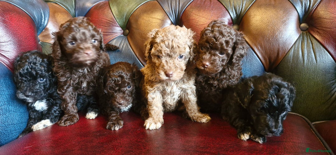 Cavapoo dogs for sale: Gorgeous f1bb Multicolour Cavapoo pups - Image 5