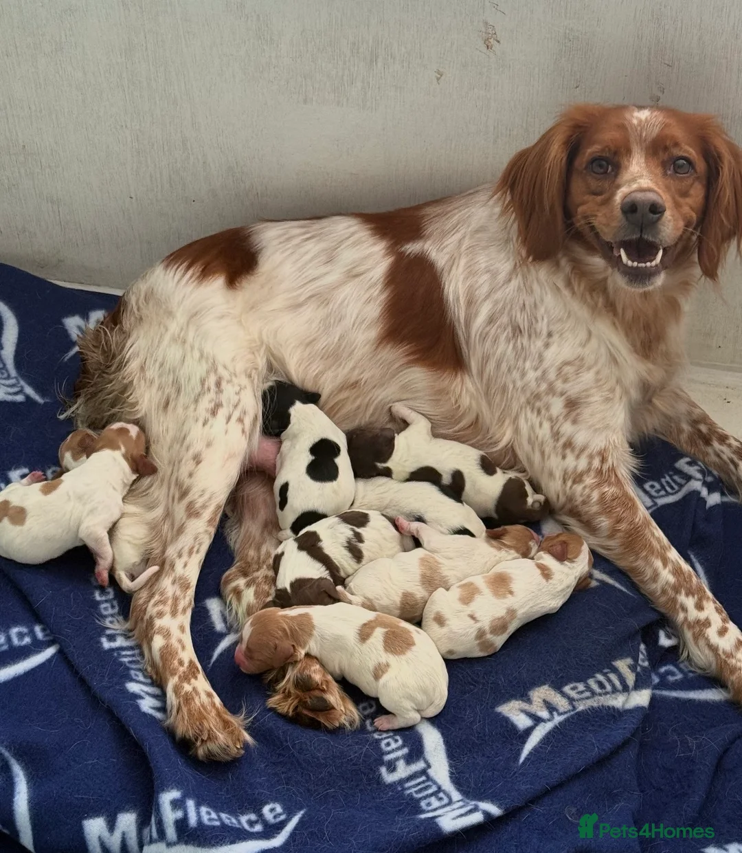 Brittany Spaniel dogs for sale: Brittanys for working homes or active homes - Advert 1