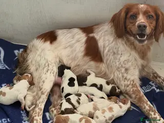 Brittany Spaniel dogs Brittanys for working homes or active homes - Advert 6