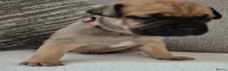 Bullmastiff dogs for sale: Bullmastif mastiff female puppies  in Aberdare - Advert 9