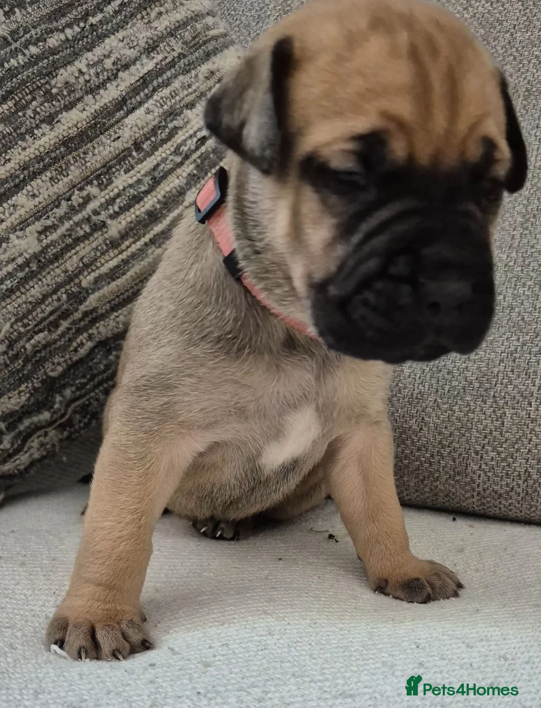 Bullmastiff dogs for sale: Bullmastif mastiff female puppies  in Aberdare - Advert 9