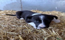 Border Collie dogs for sale: Border Collies Puppies For Sale - Image 4